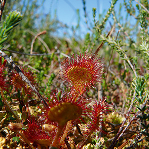 Der Rundblättrige Sonnentau war Blume des Jahres 1992. Die fleischfressende Pflanze steht auf der Roten Liste gefährdeter Arten.
