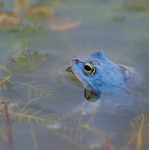 Der Moorfrosch benötigt Lebensräume mit hohem Grundwasserstand – zur Laichzeit sind die Männchen blau gefärbt
